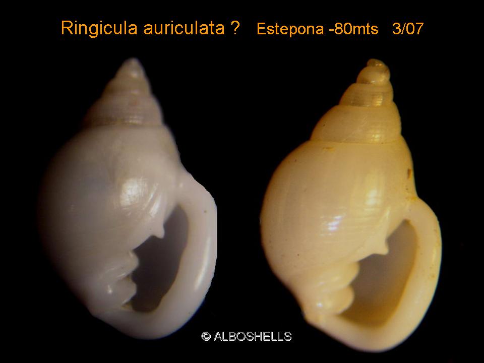 Ringicula auriculata (Ménard de la Groye, 1811)